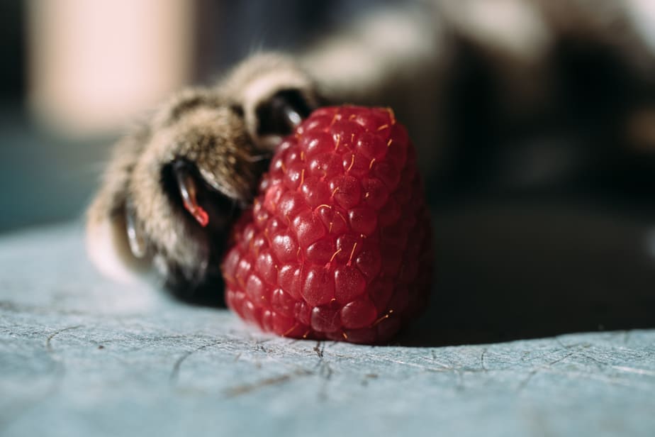 Can Cats Eat Raspberries? All You Need To Know About These Berries!