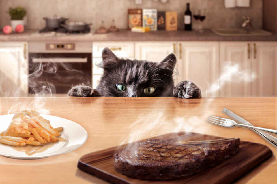 Can Cats Eat Steak? Does This Tasty Treat Have What It Takes?