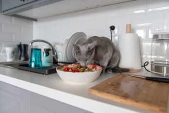 Can Cats Eat Olives? The Surprising Truth About This Pitted Fruit!