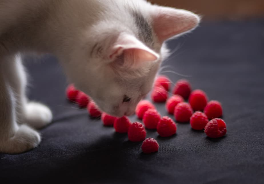 Can Cats Eat Raspberries? All You Need To Know About These Berries!