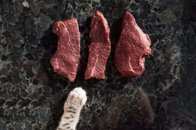 Can Cats Eat Steak? Does This Tasty Treat Have What It Takes?