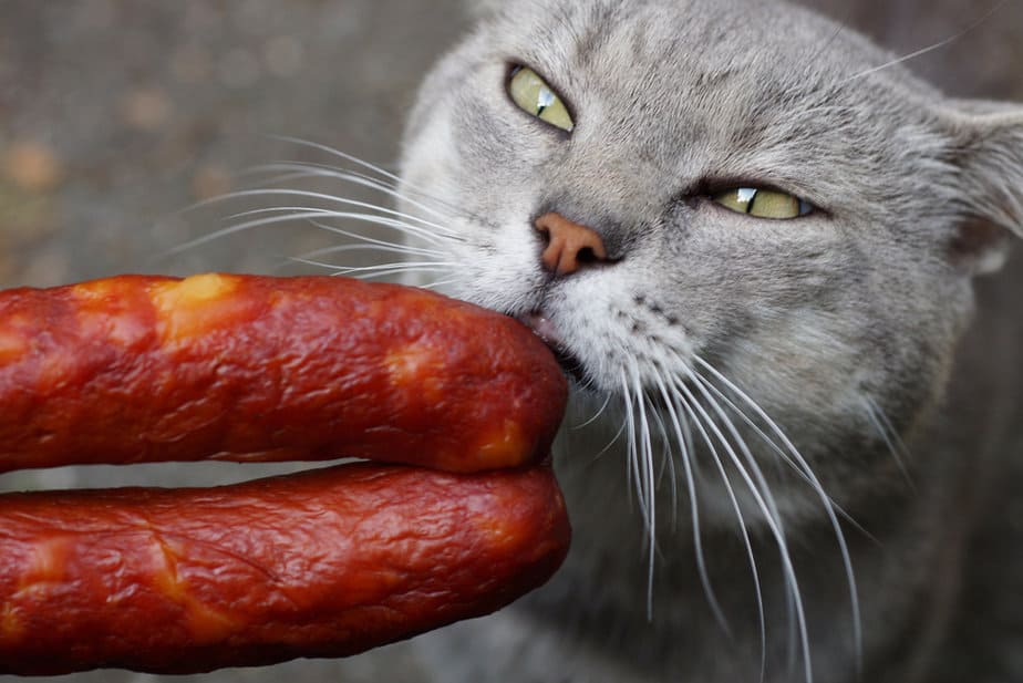 Kediler Chorizo Yiyebilir mi? Bu İkram Kedinizi Riske Atıyor mu?