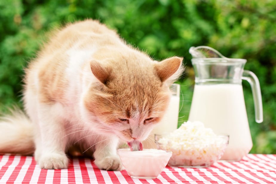 Kediler Beyaz Peynir Yiyebilir mi? Kediniz Memnun Olacak mı?