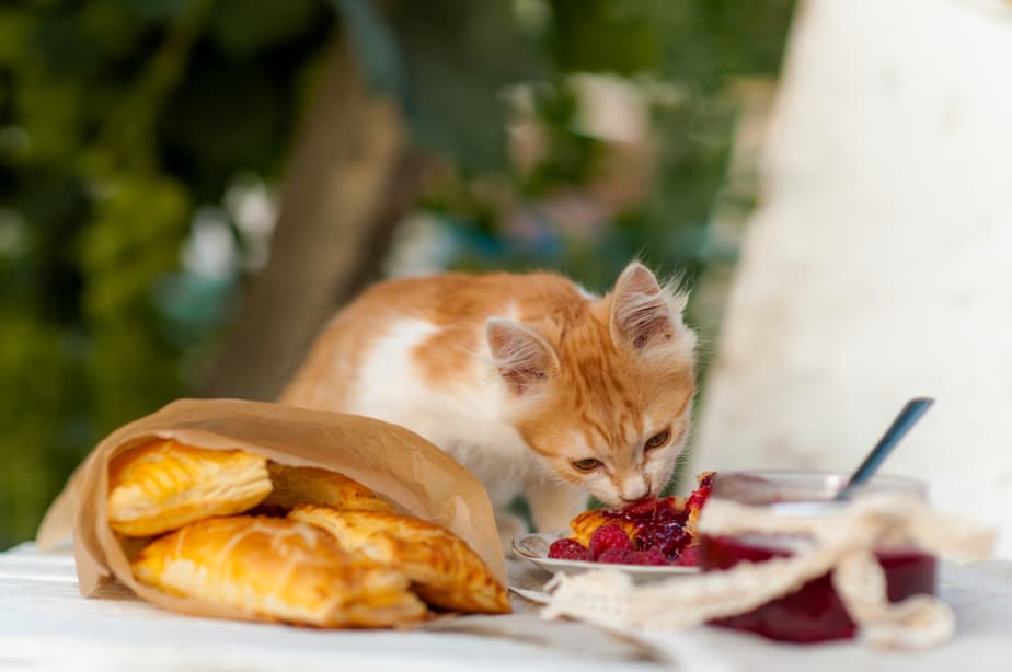 Kediler Ahududu Yiyebilir mi? Bu Meyveler Hakkında Bilmeniz Gereken Her Şey!