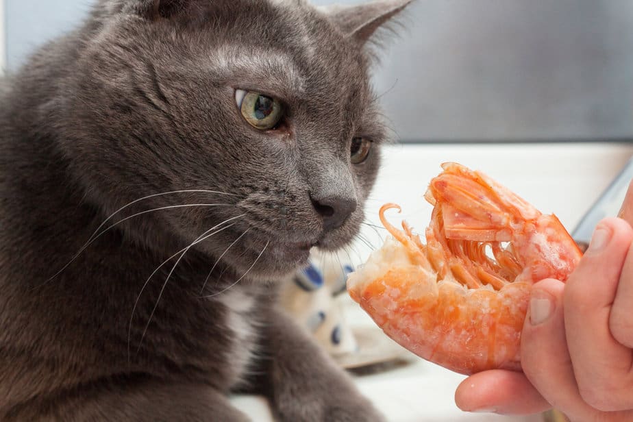 Can Cats Eat Shrimp? Is This Something She Should Skimp?
