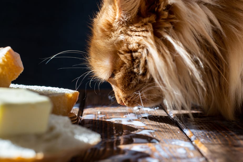 Can Cats Eat Goat Cheese? Here's What You Need To Know!