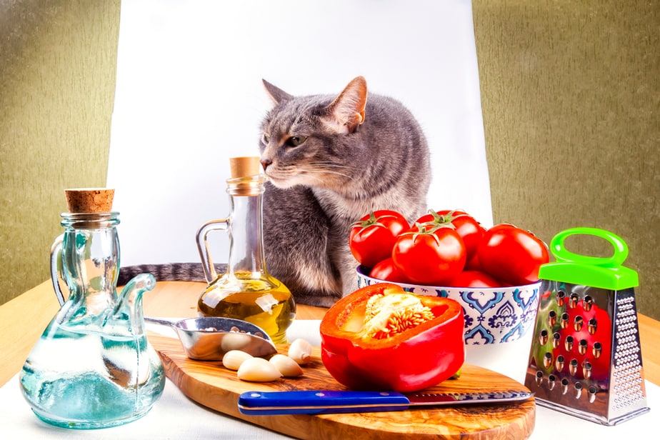 Kediler Domates Sosu Yiyebilir mi? Zehirli mi Yoksa Tadını Çıkarmak İçin Güvenli mi?