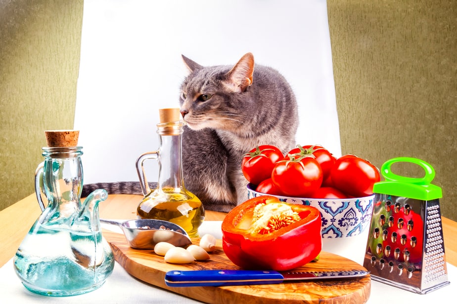 Can Cats Eat Tomato Sauce? Is It Toxic Or Safe To Enjoy?