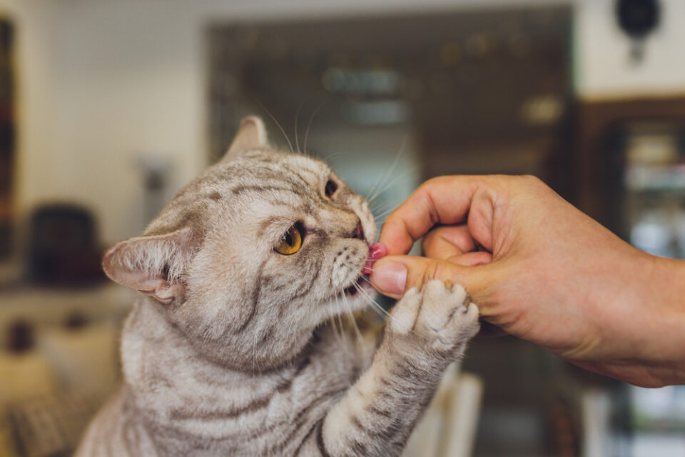 Can Cats Eat Hot Cheetos? Is This Snack Okay For Your Cat?