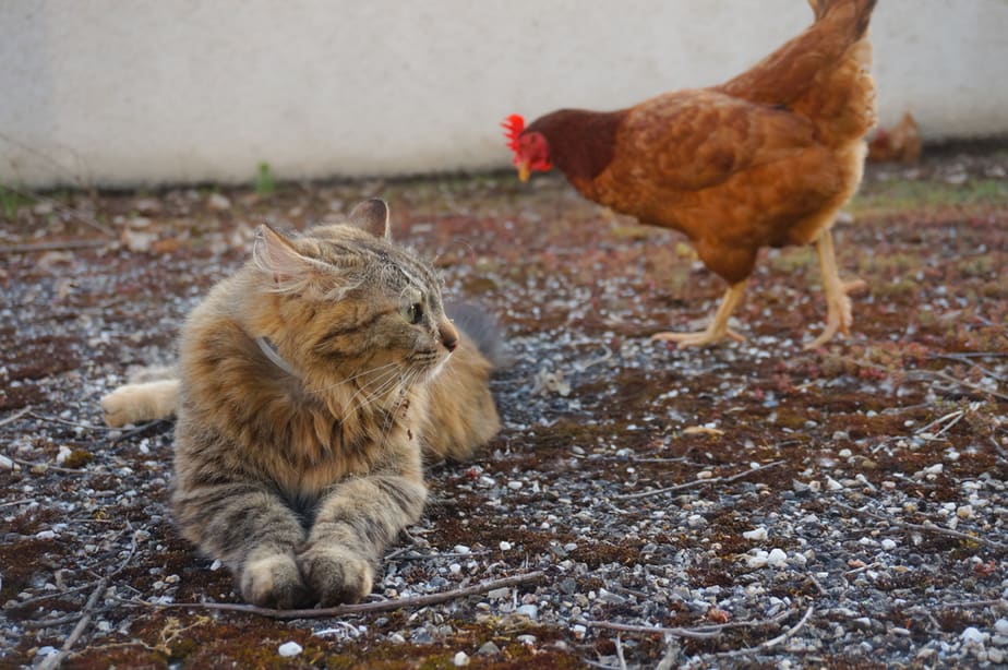 Kediler Tavuk Ciğeri Yiyebilir mi? Kediniz İçin Güvenli Bir İkram Mıdır?