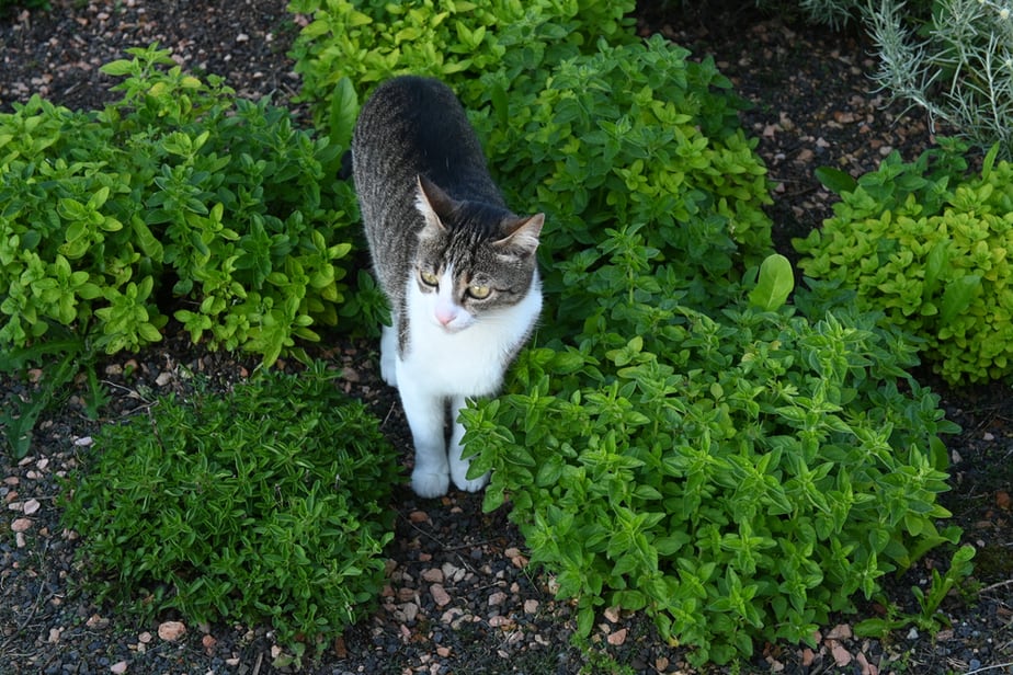 Can Cats Eat Oregano? Should They Avoid This Aromatic Herb?