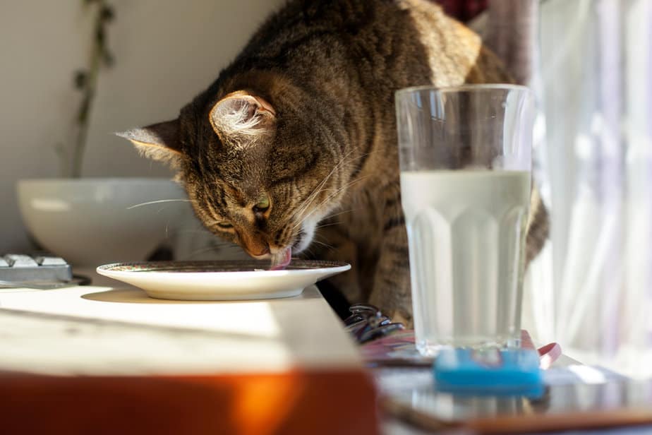 Kediler Grits Yiyebilir mi? Bu Kahvaltı Seçeneği "Evet" mi "Hayır" mı Alır?