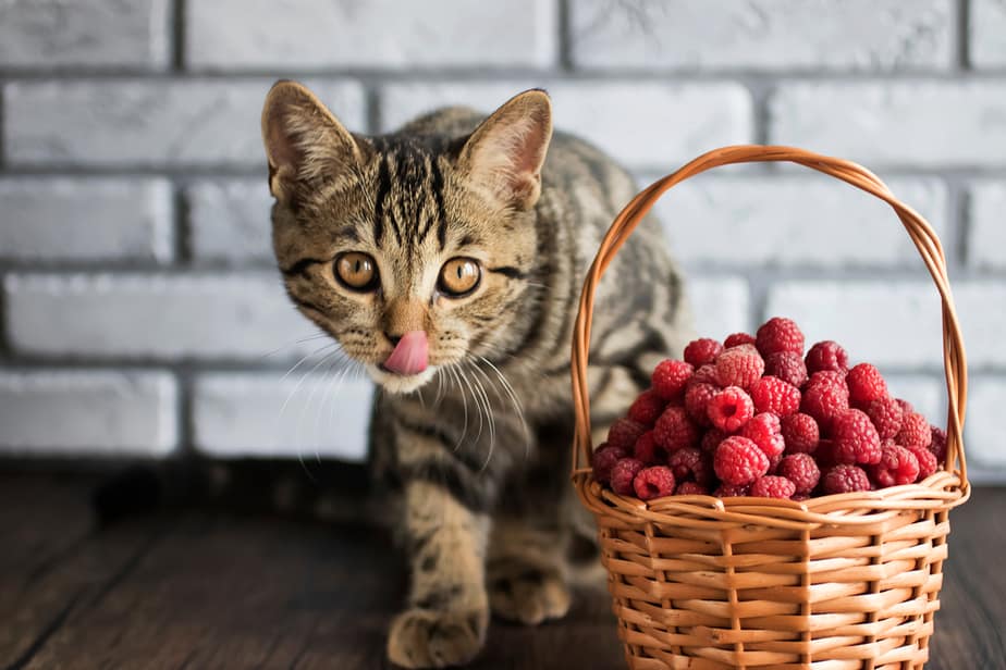 Kediler Ahududu Yiyebilir mi? Bu Meyveler Hakkında Bilmeniz Gereken Her Şey!