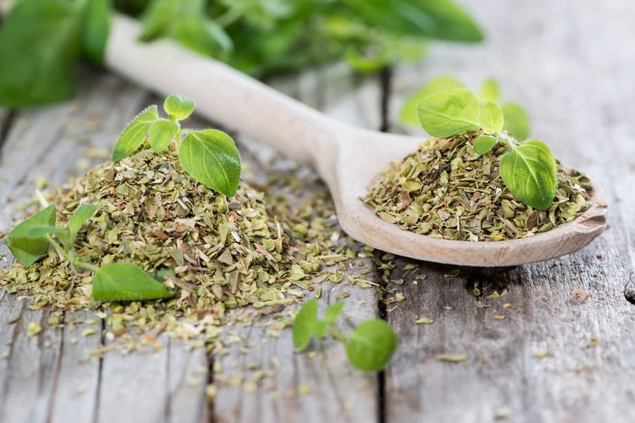 Can Cats Eat Oregano? Should They Avoid This Aromatic Herb?
