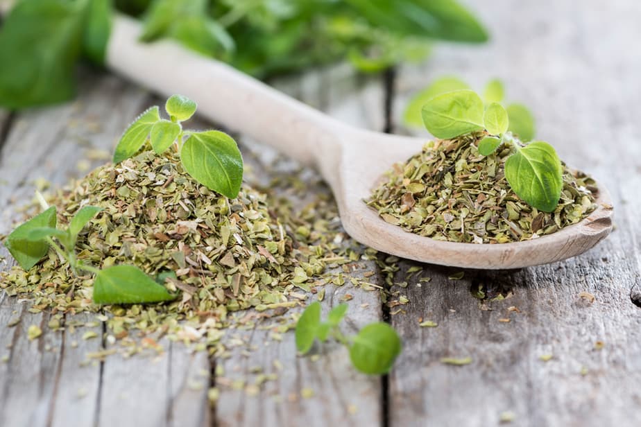 Can Cats Eat Oregano? Should They Avoid This Aromatic Herb?