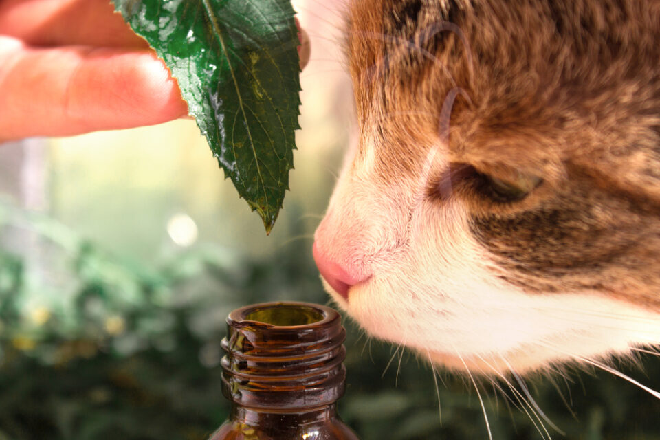 Can Cats Eat Oregano? Should They Avoid This Aromatic Herb?