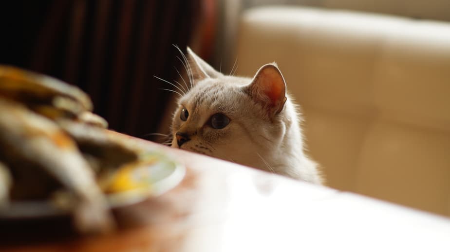 Kediler Kızarmış Tavuk Yiyebilir mi? Bu Çıtır Ödül Kediniz İçin Güvenli mi?