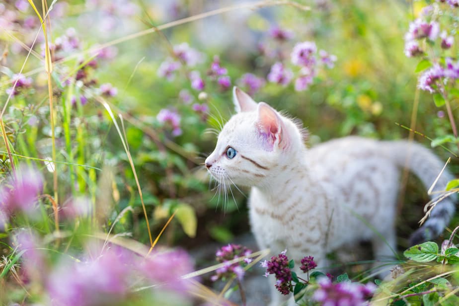 Can Cats Eat Oregano? Should They Avoid This Aromatic Herb?