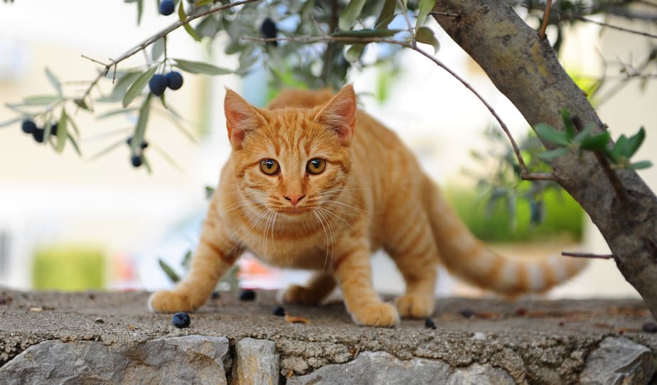 Kediler Zeytin Yiyebilir mi? Bu Çekirdeksiz Meyve Hakkındaki Şaşırtıcı Gerçek!