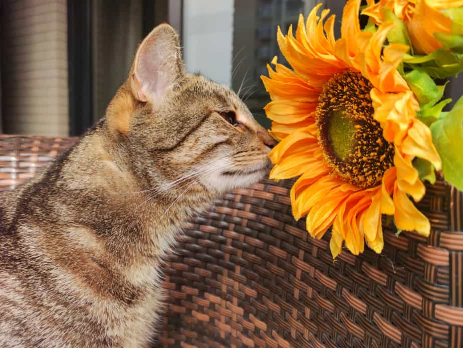 Can Cats Eat Sunflower Seeds? Is This Tasty Treat What Your Cat Needs?