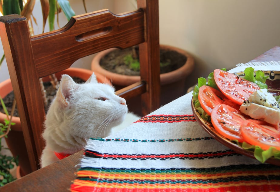 Can Cats Eat Feta Cheese? Will Your Kitto Be Pleased?