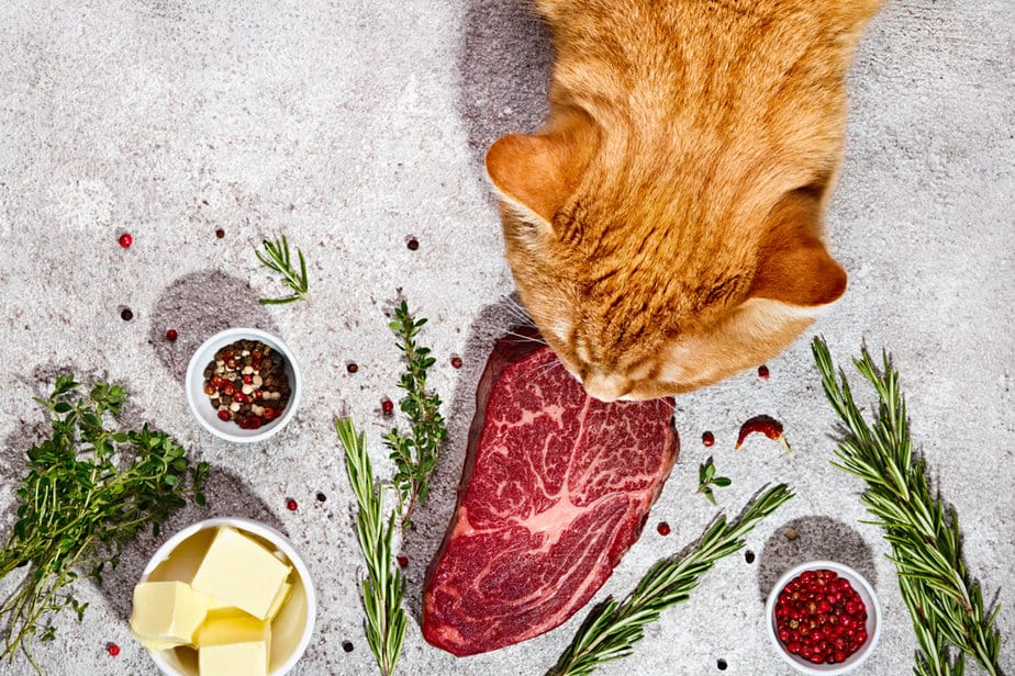 Can kittens hotsell eat steak