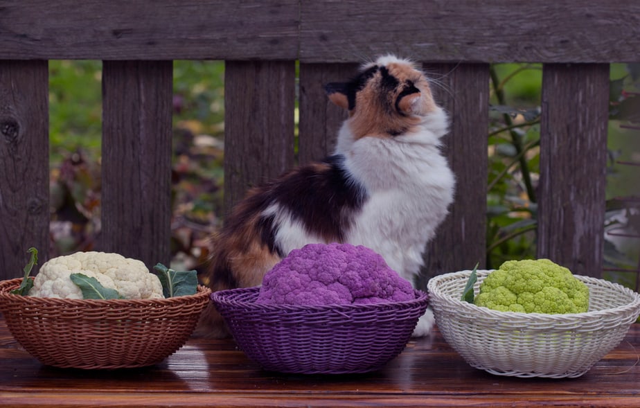 Can Cats Eat Cauliflower? Does This Veggie Have Magic Powers?