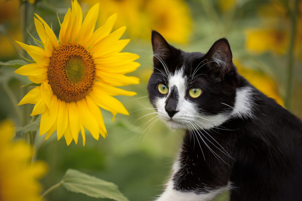Can Cats Eat Sunflower Seeds? Is This Tasty Treat What Your Cat Needs?