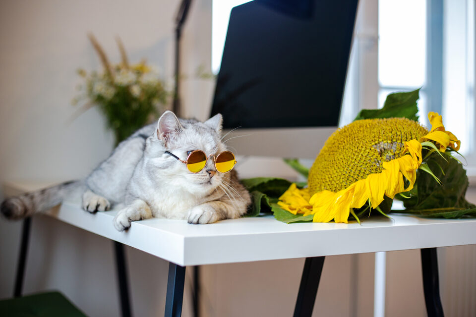 Can Cats Eat Sunflower Seeds? Is This Tasty Treat What Your Cat Needs?