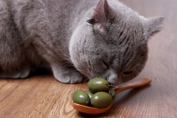Can Cats Eat Olives? The Surprising Truth About This Pitted Fruit!