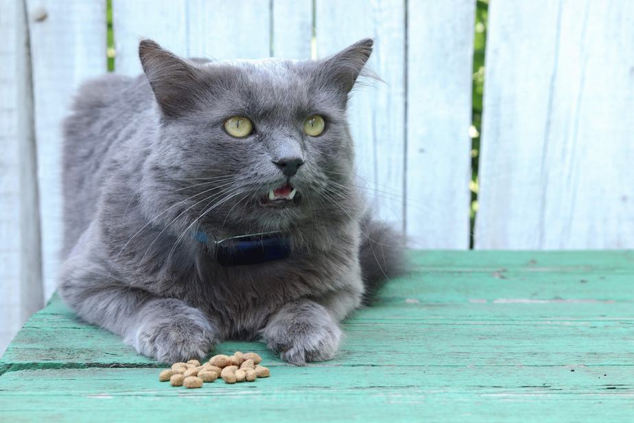 Can Cats Eat Hot Cheetos? Is This Snack Okay For Your Cat?