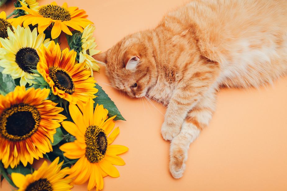 Can Cats Eat Sunflower Seeds? Is This Tasty Treat What Your Cat Needs?