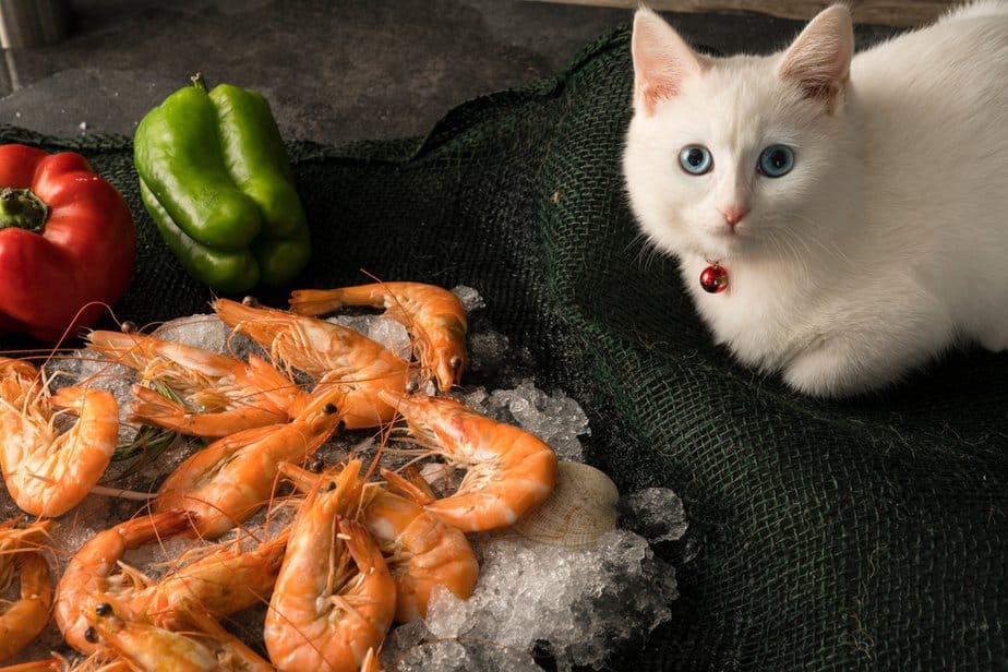 Can Cats Eat Shrimp? Is This Something She Should Skimp?