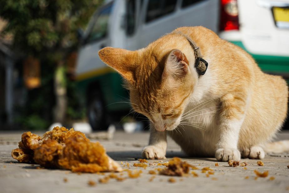 Kediler Kızarmış Tavuk Yiyebilir mi? Bu Çıtır Ödül Kediniz İçin Güvenli mi?