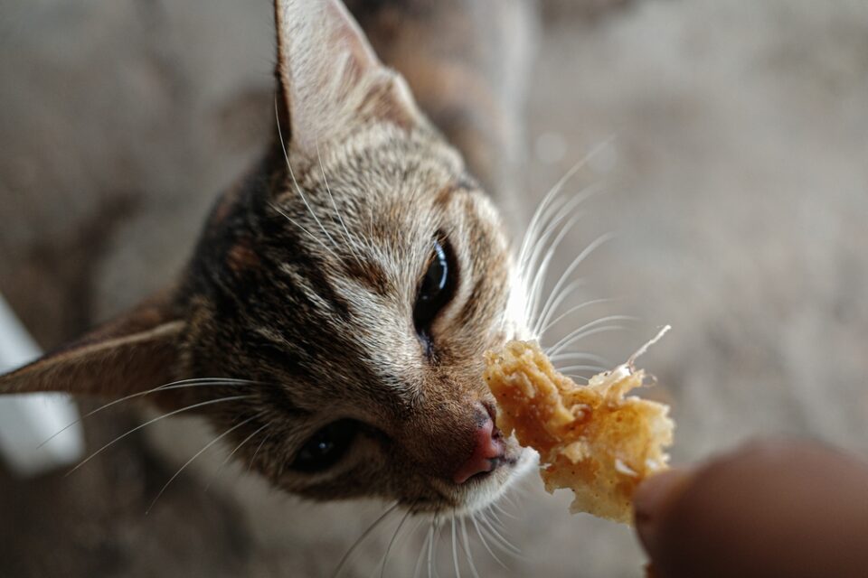 Can Cats Eat Fried Chicken? Is This Crunchy Treat Safe For Your Cat?