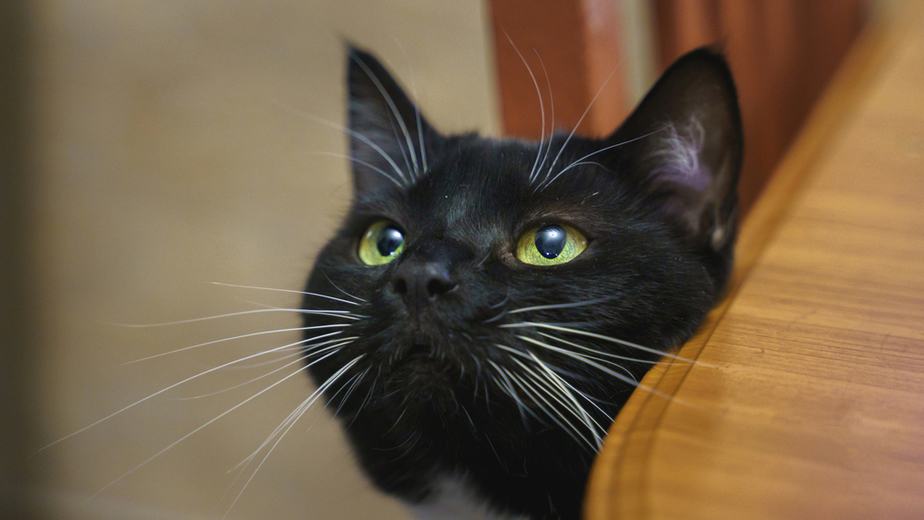 Can Cats Eat Hot Cheetos? Is This Snack Okay For Your Cat?