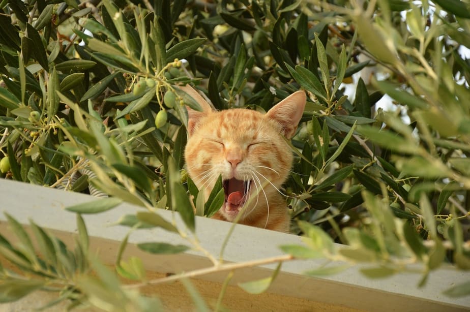 Kediler Zeytin Yiyebilir mi? Bu Çekirdeksiz Meyve Hakkındaki Şaşırtıcı Gerçek!