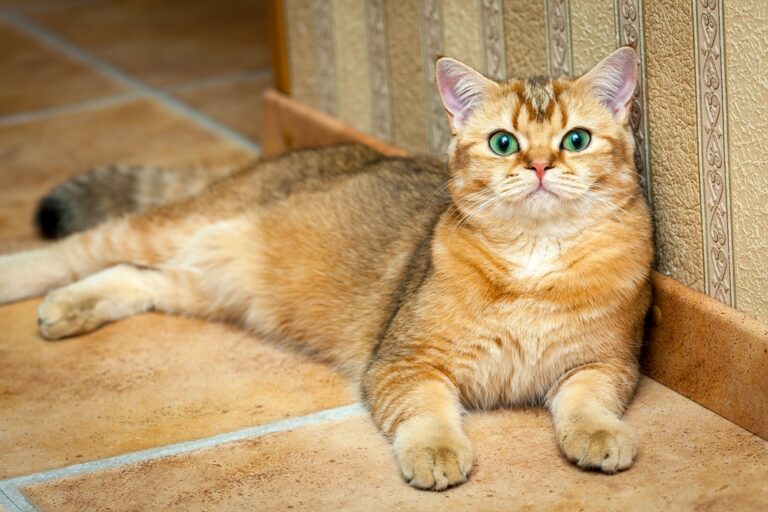 Can Cats Eat Chicken Liver? Is It A Safe Treat For Your Kitto?