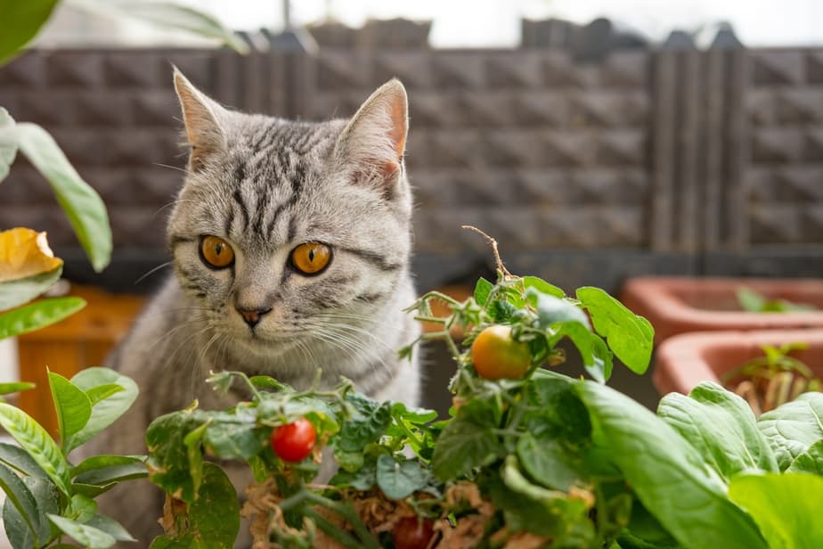 Kediler Domates Sosu Yiyebilir mi? Zehirli mi Yoksa Tadını Çıkarmak İçin Güvenli mi?