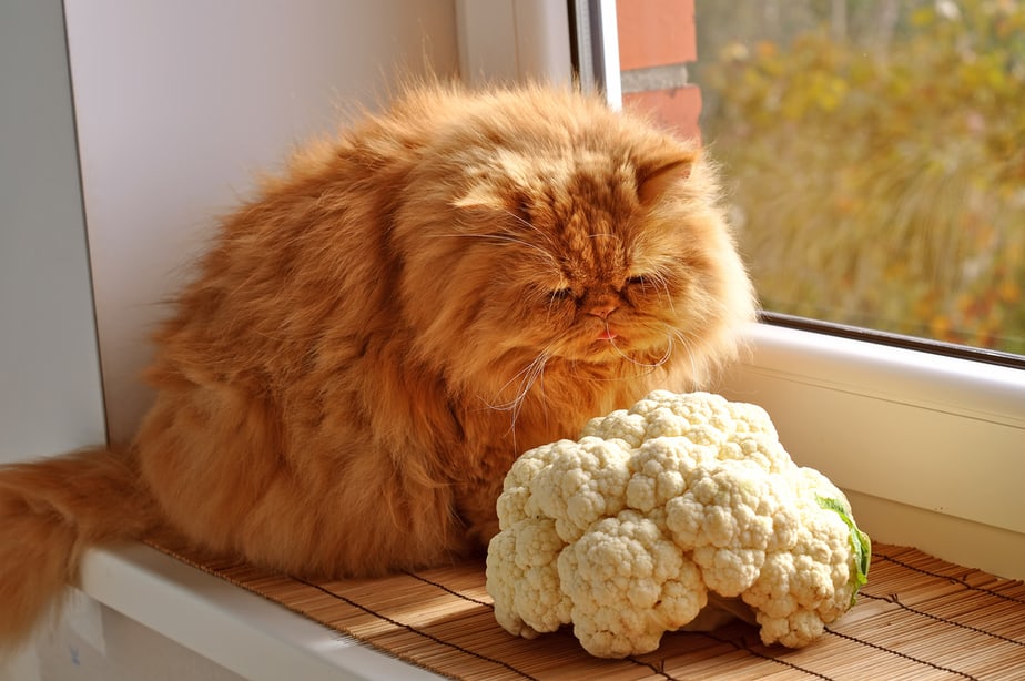 Can Cats Eat Cauliflower? Does This Veggie Have Magic Powers?