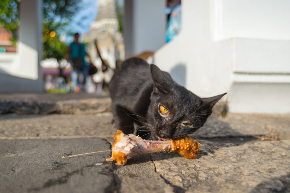 Can Cats Eat Fried Chicken? Is This Crunchy Treat Safe For Your Cat?