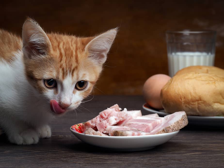 Can Cats Eat Bacon? The Bitter Truth About This Salty Treat!