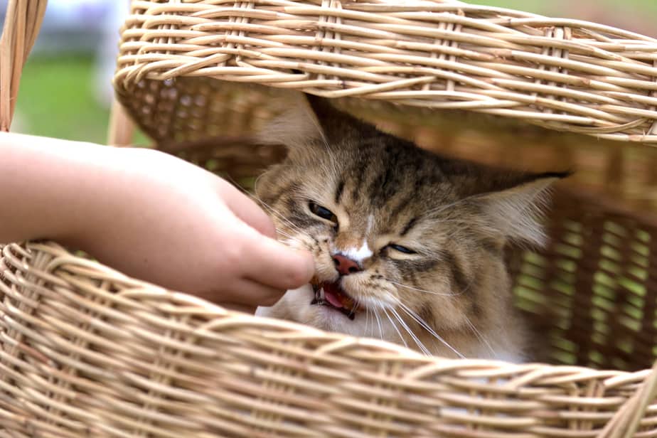 Kediler Sıcak Cheetos Yiyebilir mi? Bu Atıştırmalık Kediniz İçin Uygun mu?