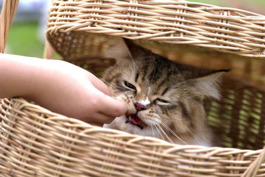 Can Cats Eat Hot Cheetos? Is This Snack Okay For Your Cat?