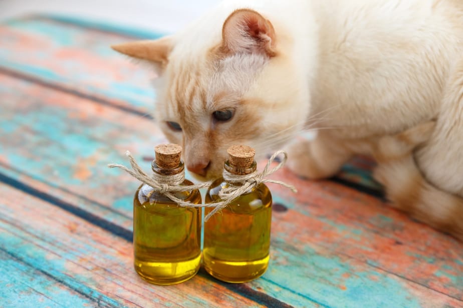 Kediler Zeytin Yiyebilir mi? Bu Çekirdeksiz Meyve Hakkındaki Şaşırtıcı Gerçek!