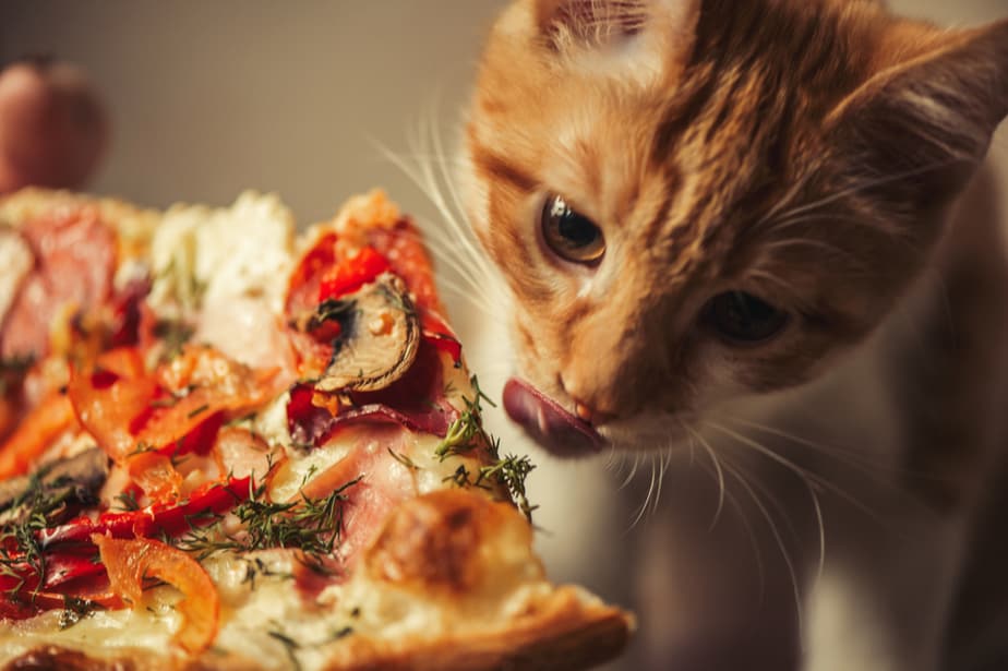 Can Cats Eat Pizza? Is This An Adequate Treat?