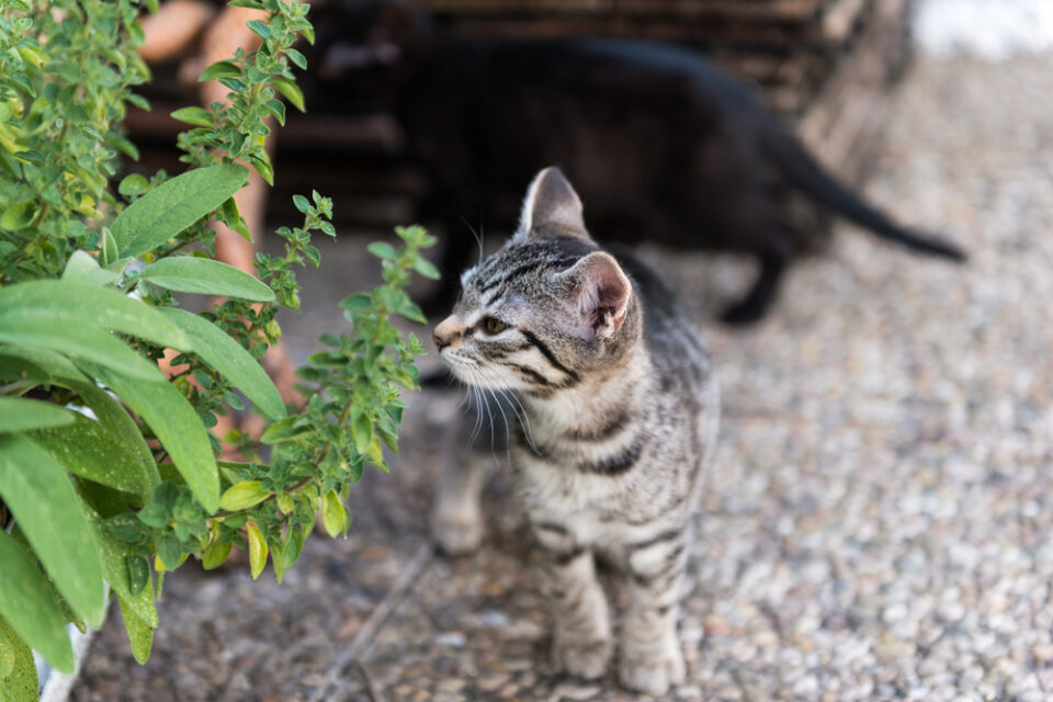 Can Cats Eat Oregano? Should They Avoid This Aromatic Herb?