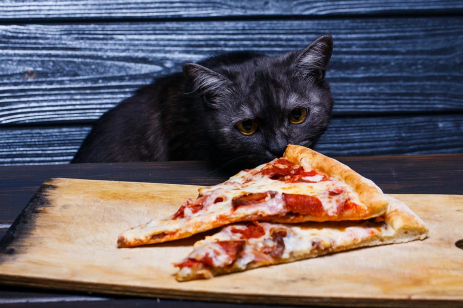Kediler Pizza Yiyebilir mi? Bu Yeterli Bir İkram mı?