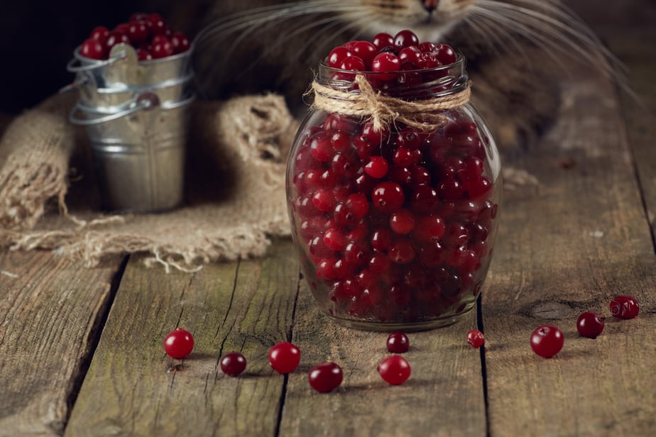 Can Cats Eat Cranberries? Will They Go Down Her Throat With Ease?