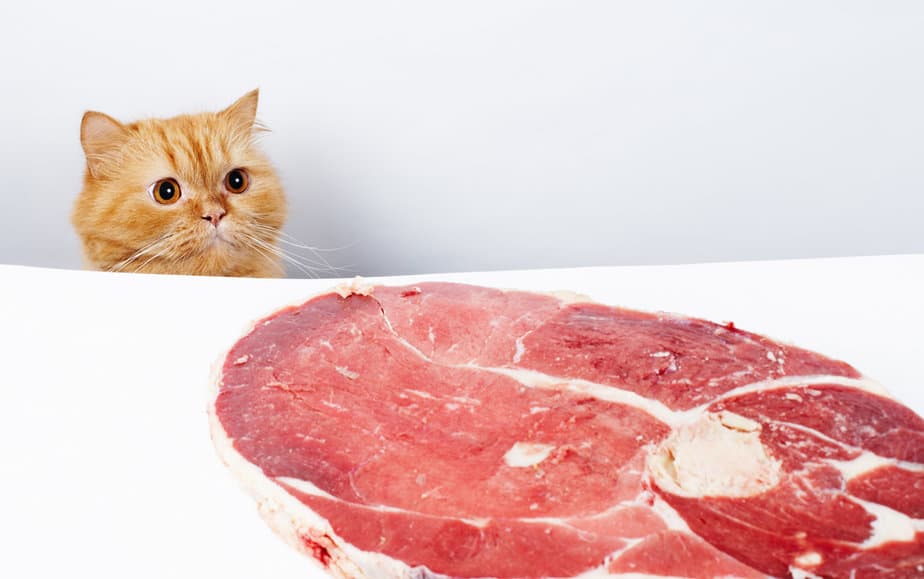 Kediler Biftek Yiyebilir mi? Bu Lezzetli İkramın Gerektirdikleri Var mı?